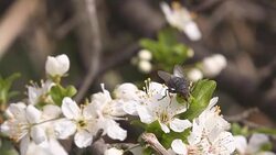Fly collecting flower nectar from blossoming tree Stock Footage