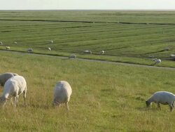 WS View of sheep's eating on salt meadow, North Sea North Frisia / Westerhever / Westerhever, Schleswig Holstein, Germany Stock Footage