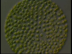 Microscopic view of stationary Volvox Stock Footage