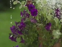 SLOW MOTION: Watering Flowers Stock Footage