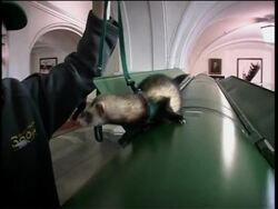 Zoo animals visit Saint Petersburg''s cultural sights News Clip
