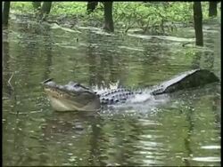 Alligator floating on water breathing heavily and vibrating water, Brazos Bend State Park, Texas, USA Stock Footage