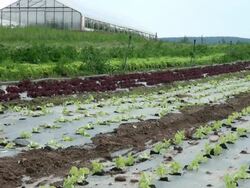WS Field of lactuca sativa var. crispa, green salad bowl / Serrig, Rhineland-Palatinate, Germany Stock Footage