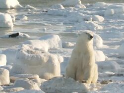 WS TU SLO MO Polar bear lying down in snow / Churchill, Manitoba, Canada Stock Footage
