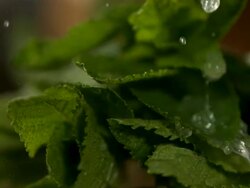 High speed water drops on mint leaves Stock Footage