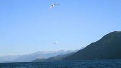 BIRDS FLYING OVER LANDSCAPE Stock Footage