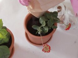 Planting flowers in a pot Stock Footage