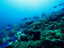 Scuba diving with reef fish in the Pacific Ocean Stock Footage