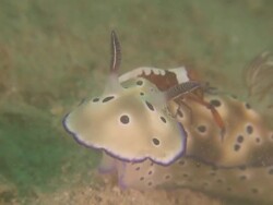 Crustacean hitching a ride on Nudibranch, Sabah Stock Footage