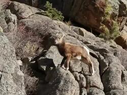 MS PAN Shot of bighorn ewes and lambs moving on rock ledge / Estes Park, Colorado, United States Stock Footage