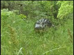 CU Alligator crawling through grass, front view, Brazos Bend State Park, Texas, USA Stock Footage