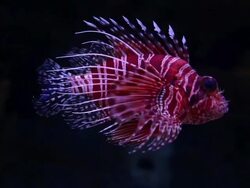 Dangerous tropical Scorpion Fish in a aquarium Stock Footage