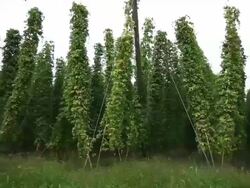 HD Hop garden tracking shot Stock Footage