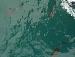 Dolphins travel with the ship Stock Footage