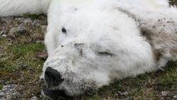 A male Polar Bear (Ursus maritimus) starved to death as a consequence of climate change. Stock Footage
