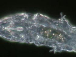 Tardigrade or water bear (Hypsibius dujardini); differential interference contrast. Stock Footage
