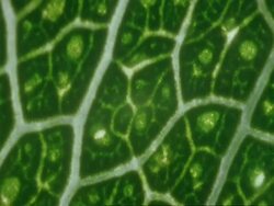 ECU Mopane leaf, Colophospermum mopane, Botswana, Africa Stock Footage