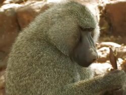 Baboon (Papio sp.) eating seeds, Lake Manyara, Tanzania Stock Footage