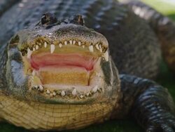 American alligator sits on grass with open mouth - teeth, eyes and scales are clearly seen in close-up. Stock Footage