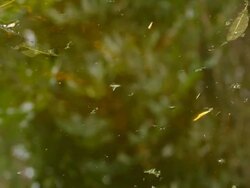 Crocodile in the water Stock Footage