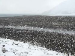 WS PAN Shot of king penguin, Aptenodytes patagonicus, colony of over half million penguins AUDIO / South Georgia, Island Antarctica, British Overseas Territory Stock Footage