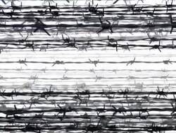 BARBED WIRE - white background. slow expanding flow (loop) Stock Footage