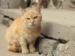 LS Kitten/xian,shaanxi,China Stock Footage