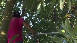 CLEAN : STOCKSHOTS: Mexican avocados on US tables for the Super Bowl News Clip