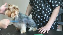 Dog grooming Stock Footage