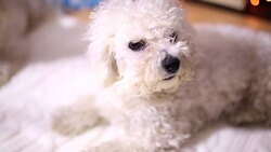 Family pets resting in front of the fireplace Stock Footage