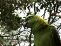 Green Parrot under rain...close up Stock Footage