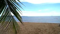 Palm and tropical beach at Pattaya Stock Footage