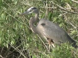 MS ZO Great Blue Heron standing in marshy area / Everglades, Florida, USA Stock Footage
