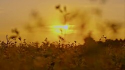 Field of buckwheat at sunset Stock Footage