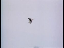 WA Pied kingfisher, Ceryle rudis, flying up from ground, diving down to water, India Stock Footage