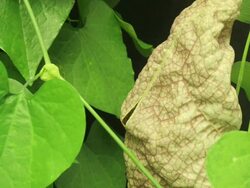 Medium Close Up static _ Leaves surround a bud on an aristolochia Stock Footage