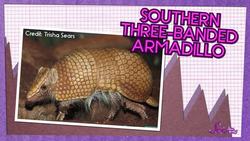 Armadillos: Animals with Armor! Instructional Video