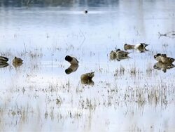 Flock of Duck Stock Footage