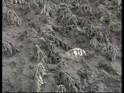 State of emergency for areas affected by Tungurahua volcano Instructional Video