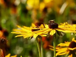 Flower with bee Stock Footage