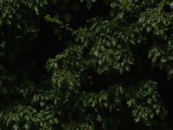 Memorial Service for the 20th Anniversary of Stephen Lawrence's Death News Clip