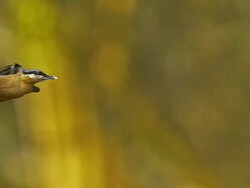 MS SLO MO Shot of Eurasian nuthatch taking off from tree trunk / Vieux Pont en Auge, Normandy, France Stock Footage