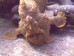 Bronze Frogfish Stock Footage