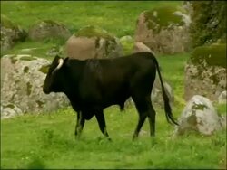 Bullock - Toros Bravos (bullfighting breed), Sierra de Andujar, Andalucia, Spain Stock Footage