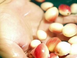 Fruit berries : HD Slow motion Stock Footage