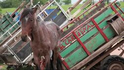 Motos reemplazan caballos de carreta en Paraguay Instructional Video