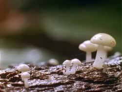 MCU Time lapse fungus growing on bark, Panama. Stock Footage