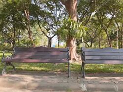 Dolly:Two benches along walkway in the park. Stock Footage