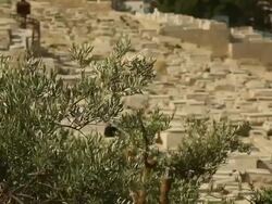 Jerusalem Cemetery on the Mount of Olives Stock Footage