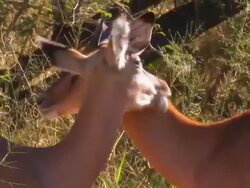 Springbock_sozial Stock Footage